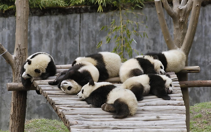 panda, animals, baby animals, animal themes, mammal, group of animals, HD wallpaper