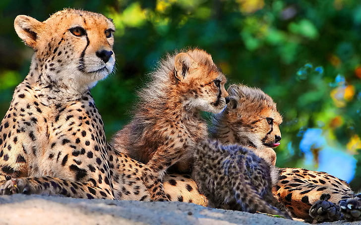 Big cats: Cheetahs, HD wallpaper