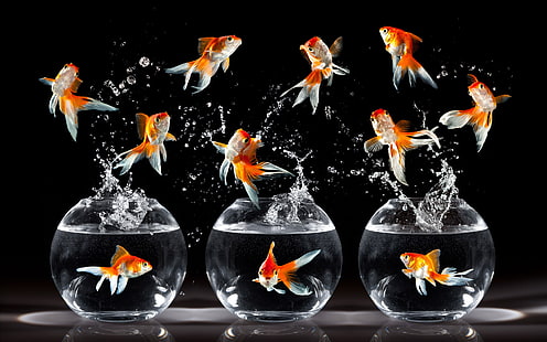 HD wallpaper: gold aquarium fishes, rendering, goldfish, flame, fire -  Natural Phenomenon | Wallpaper Flare