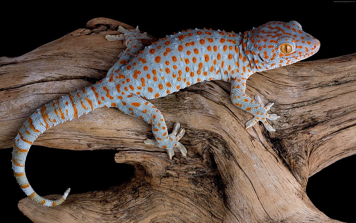 lizard, reptile, Gecko