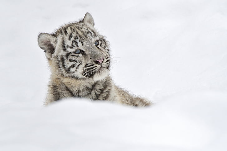 animals, baby, cats, cubs, glance, snow, tigers