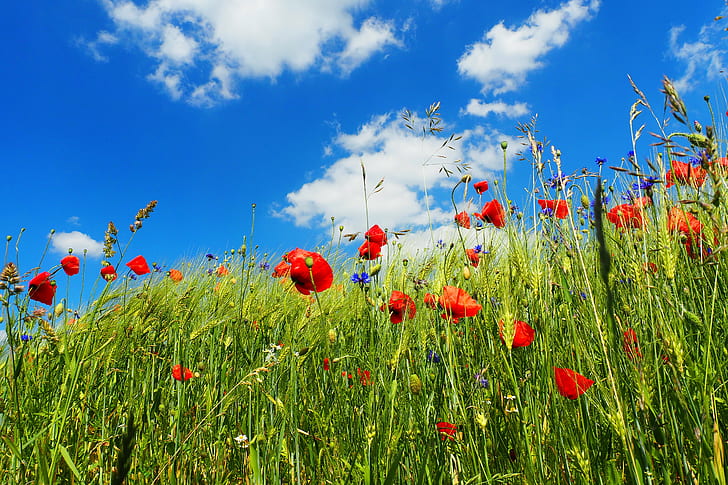 red petaled flowers under white clouds and blue skies, Am, Feld