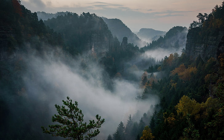 white fog, mountains, nature, forest, mist, Philipp Zieger, Switzerland, HD wallpaper