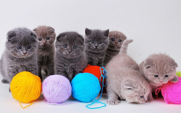 seven assorted-color kittens, cat, animals, animal themes, young animal