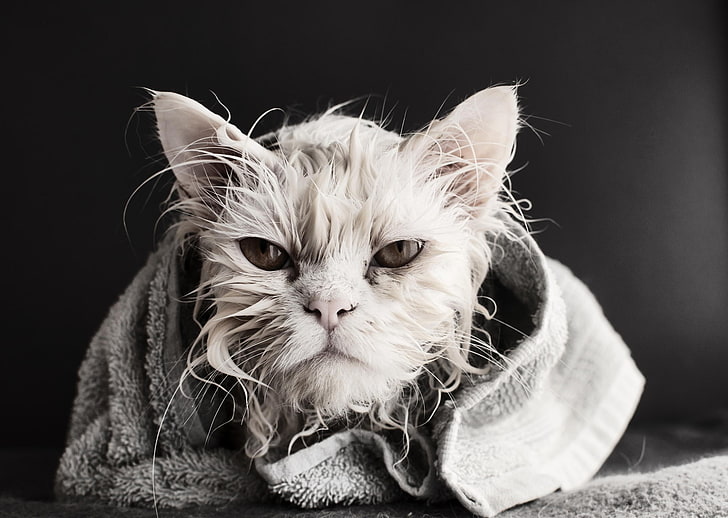 short-haired white cat, wet, animals, bath towel, Dusica Paripovic