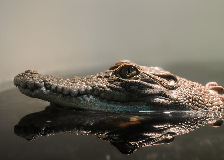 reptiles, crocodiles, reflection, one animal, animal themes