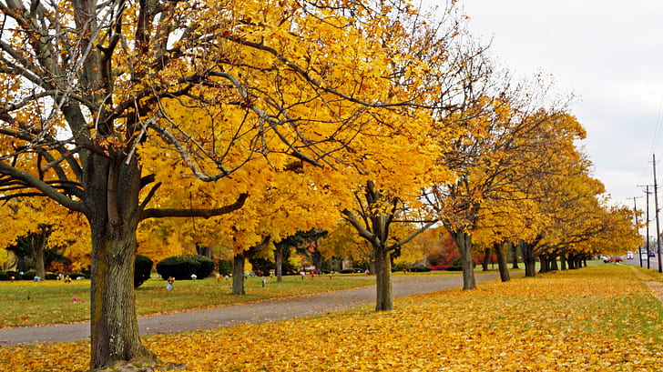 Autumn Row, scenic-autumn, autumn-trees, fall-trees, autumn-row, HD wallpaper