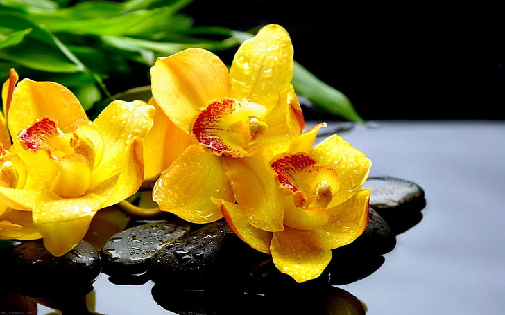 yellow petaled flowers, Orchid, Spring, Stone, Water, Yellow Flower