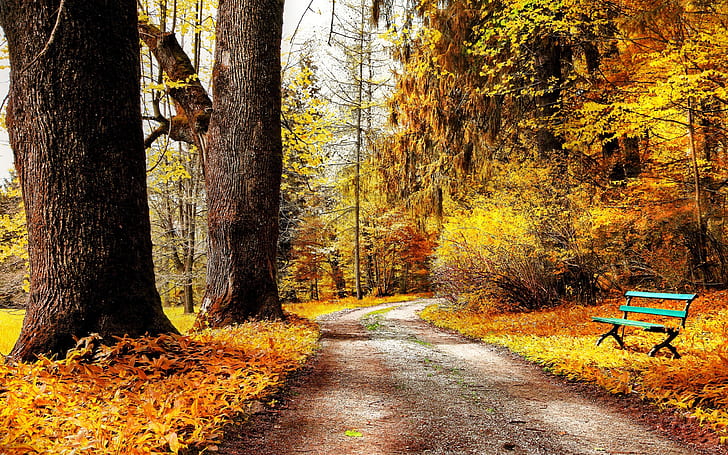 Park autumn nature, trees, yellow leaves, road, bench, frost, autumn leaves, HD wallpaper