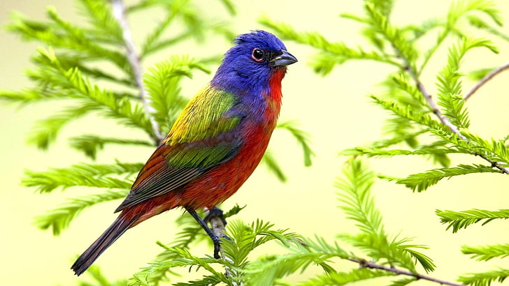 painted bunting bird, branch, sit, color, animal, nature, wildlife, HD wallpaper
