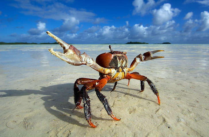 red and black crab, animals, beach, crabs, sea, animal themes, HD wallpaper