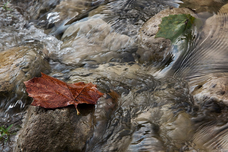 nature, water, leaves, stones, rock, rock - object, solid, plant part, HD wallpaper