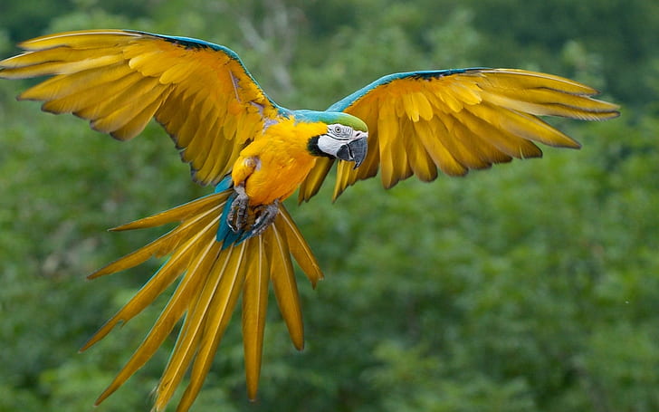 macaws, birds, animals, parrot, HD wallpaper