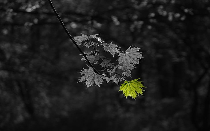 selective photography of green leaf, selective coloring, leaves, HD wallpaper