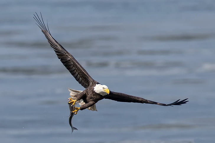 *** Eagle Hunting ***, american eagle, orzel, zwierzeta, ptaki, HD wallpaper