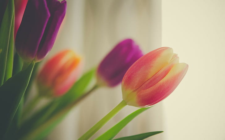 flowers, tulips, orange flowers, purple flowers, soft