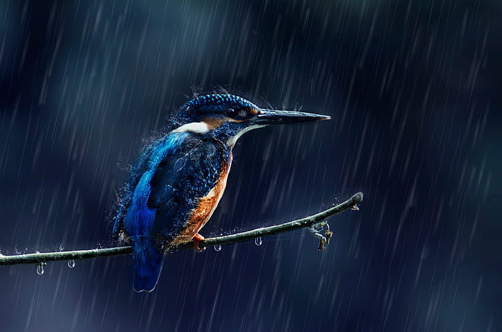 HD wallpaper: animals, birds, rain, kingfisher | Wallpaper Flare