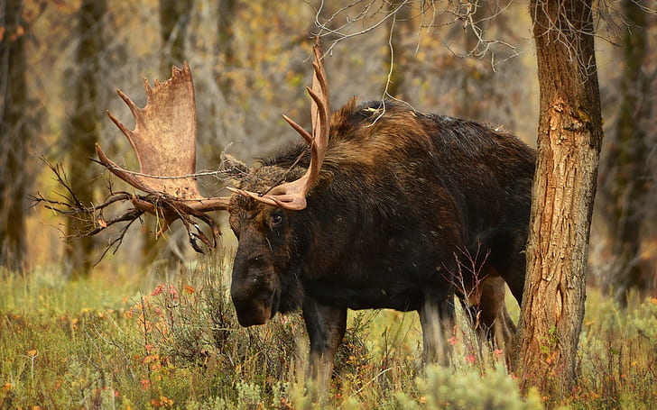 animals, moose, HD wallpaper