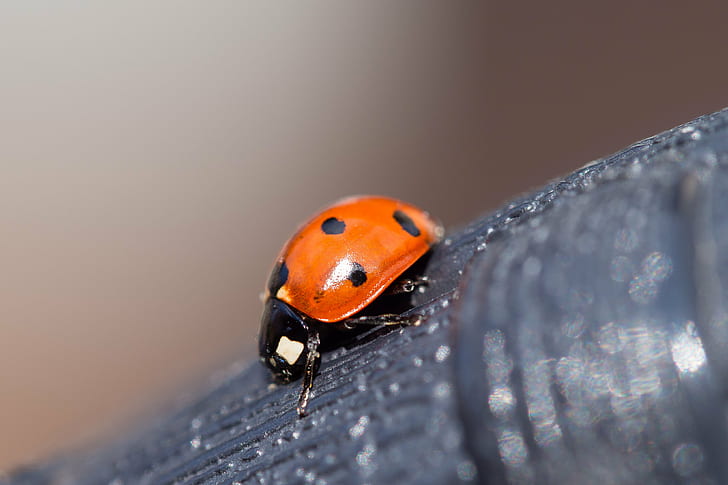 close-up photography Ladybug on black branch, ladybird, ladybug, ladybird, HD wallpaper
