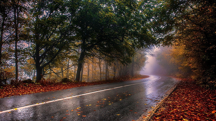 black road, nature, photography, landscape, wet, fall, mist, trees, HD wallpaper