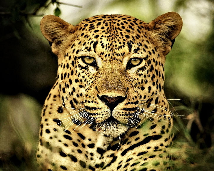 leopard photo, HD lion, Onça Pintada, animals, big cats, animal themes, HD wallpaper