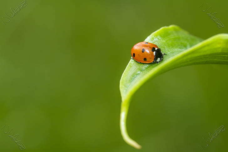 Micro photography of lady bug on green leaves during daytime, HD wallpaper