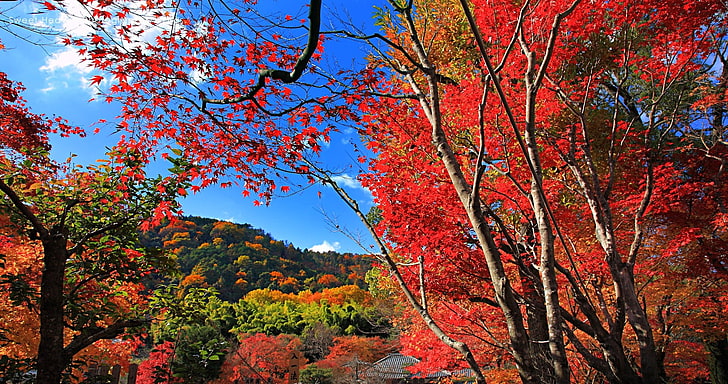 red leaves trees, maple leaves, fall, hills, nature, landscape, HD wallpaper