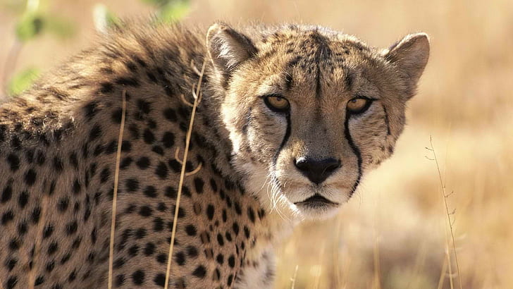 Cheetah HD, animals, HD wallpaper