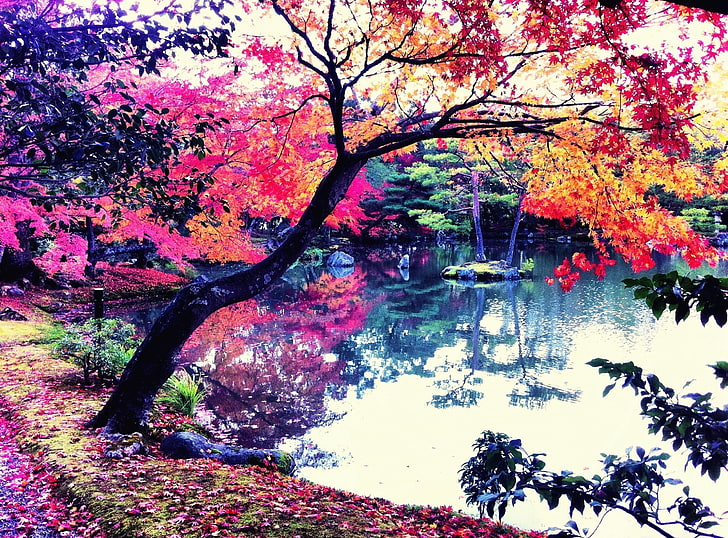 Fall In Japan, black tree, Seasons, Autumn, Asia, iPhone, Photography, HD wallpaper