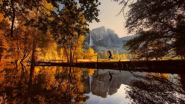 branch, united states, usa, california, national park, yosemite falls, HD wallpaper