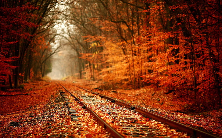 train road rail between orange leafed trees, fall, forest, nature