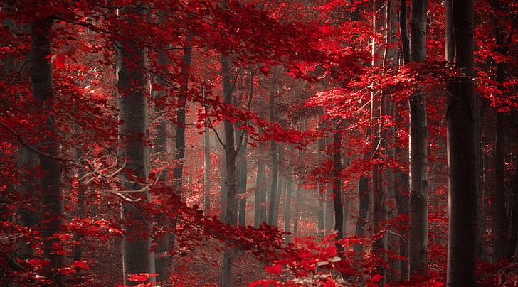Enchanted Forest, red leaf tree lot, Love, Magic, Nature, Beautiful, HD wallpaper