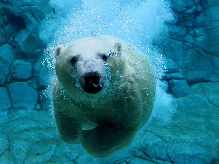 Animals polar bears underwater 1080P, 2K, 4K, 5K HD wallpapers free  download | Wallpaper Flare