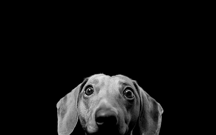 black dogs canine monochrome dachshund 1680x1050  Animals Dogs HD Art, HD wallpaper