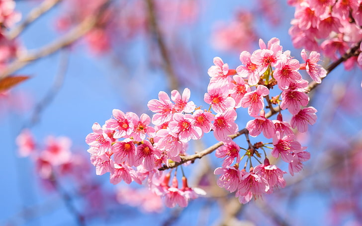 Spring, sakura, flower, sky, branch, pink, cherry blossom, blue, HD wallpaper