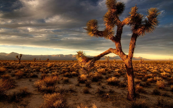 Joshua Tree, desert, sunset, nature and landscapes, HD wallpaper
