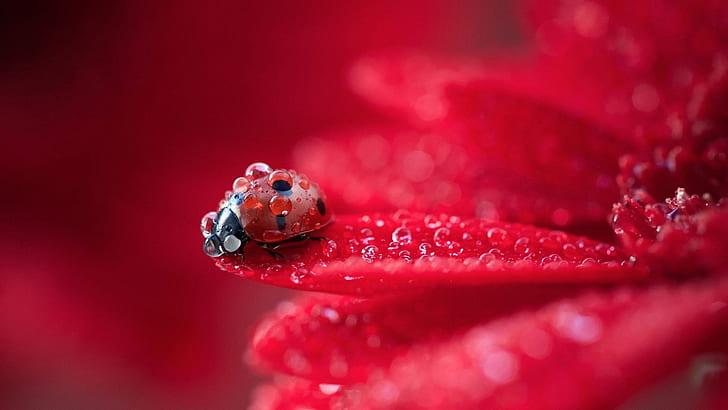 Red flower petals macro photography, dew, ladybug