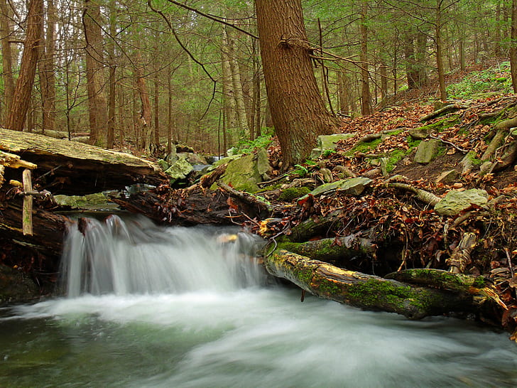 photo of river inside forest, Cherry Run, Revisited, Pennsylvania, HD wallpaper