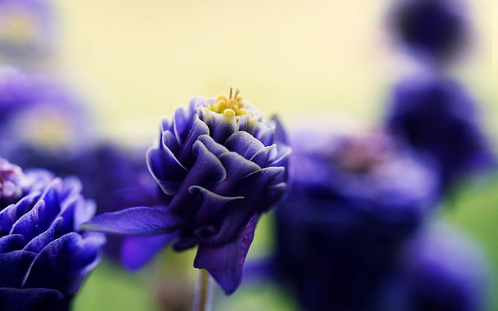 flowers, macro, purple flowers, HD wallpaper