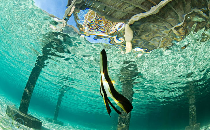 Bat Fish under Blue Lagoon, tahiti, beach, bungalow, water, clear, HD wallpaper