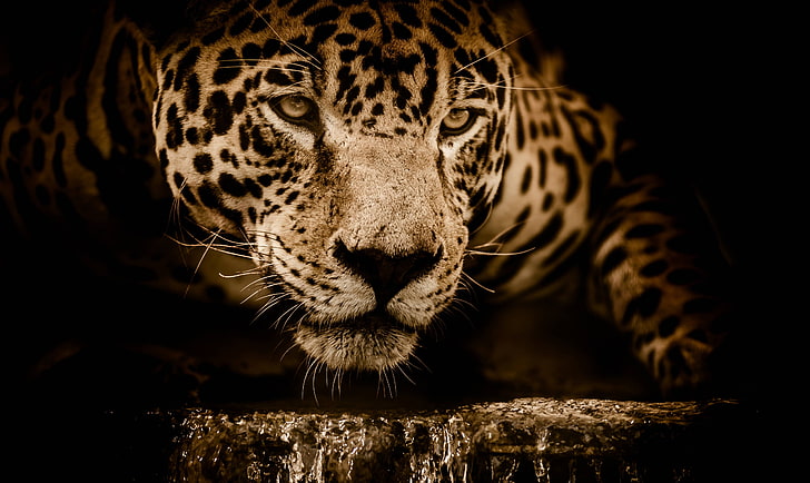 jaguar, menacing, carnivore, stalking, eyes, wildcat, animal themes, HD wallpaper