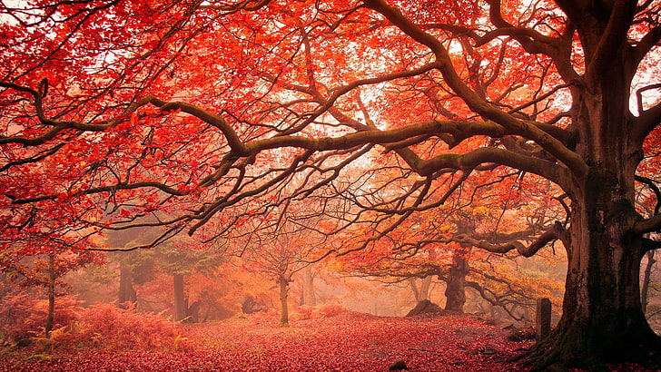 red leaves, autumn leaves, tree, autumn landscape, deciduous