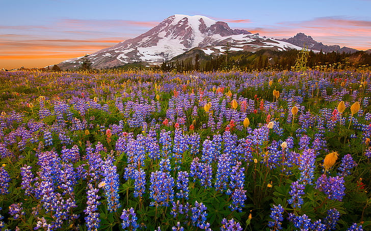 landscape, mountains, blue flowers