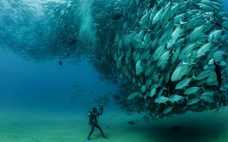 photography, sea, divers, fish, shoal of fish, underwater, HD wallpaper