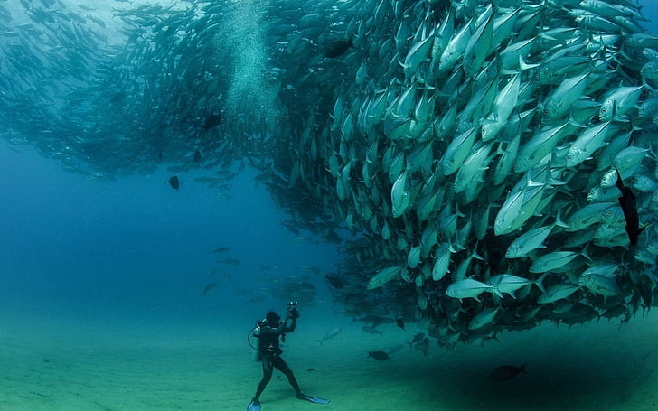 school of gray fish, underwater, photography, divers, shoal of fish