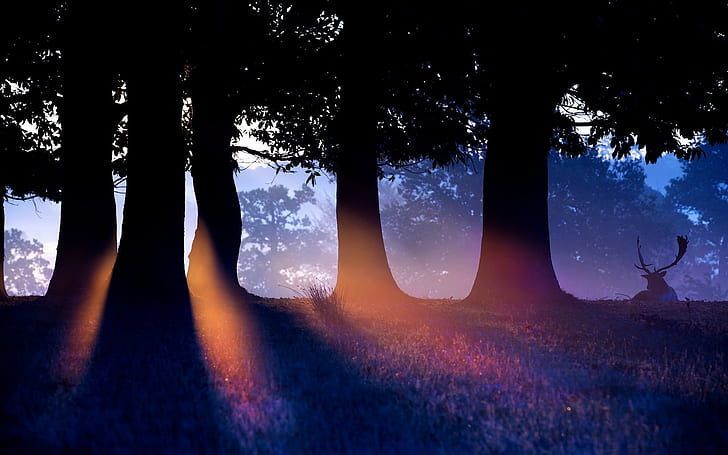 Nature forest trees, morning, sun rays, deer, black and blue tree photography