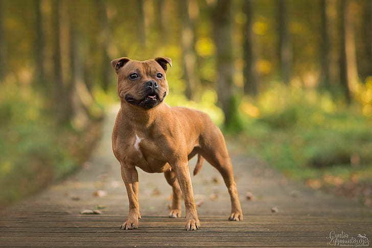 tan and white staffordshire bull terrier