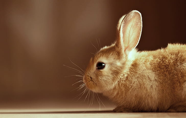 rabbits, animals, profile, closeup, HD wallpaper