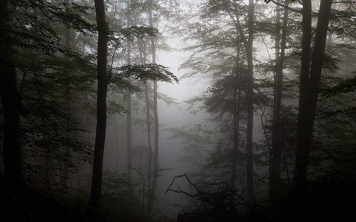 Forest Fog Driftwood Silhouettes Trees Free Photos
