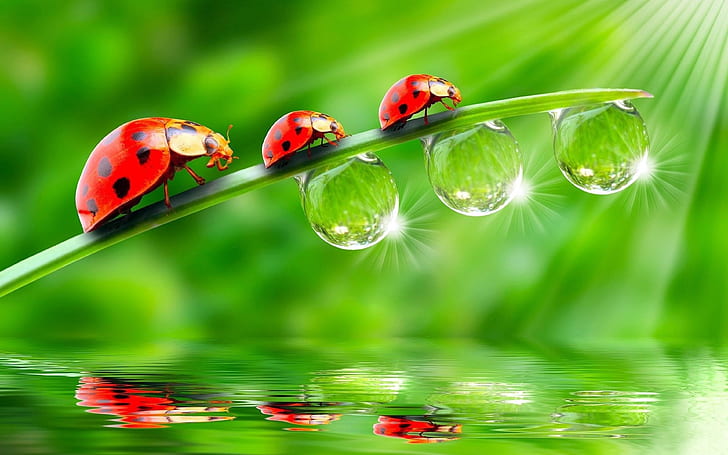 Three Red Ladybug Grass Rain Drops Of Water Sunlight Reflecting Water Green Wallpaper Hd 3840×2400